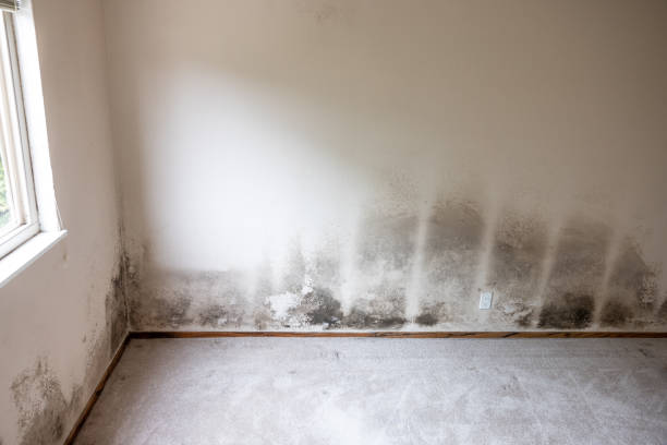 Trusted Milton, FL Mold Removal Experts